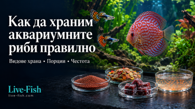 Как правилно да храним нашите риби