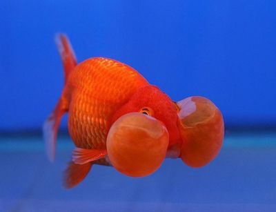 Червена златна рибка Водно око за аквариум