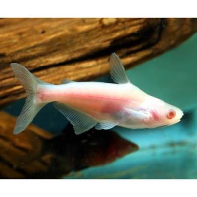 Pangasius sutchi Albino – млад албиносен пангасиус с кремавобяло тяло и червеникави очи