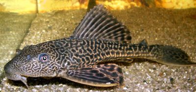 Hypostomus plecostomus – Хипостомус едър аквариумен сом