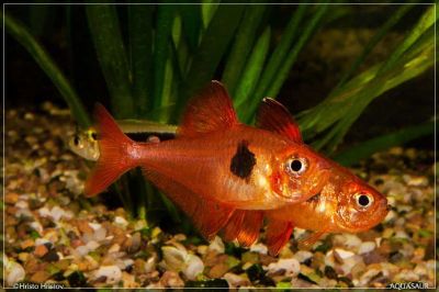 Hyphessobrycon sweglesi – Червена фантомна тетра / 2.5 см