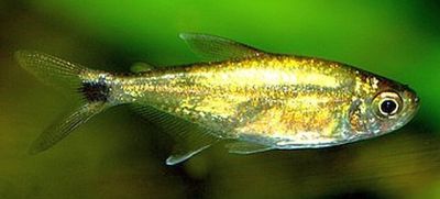 Hemigrammus rodwayi Gold – Златна тетра Родвей / 3 см