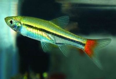 Rasbora borapetensis - Разбора борапетензис / 4 см
