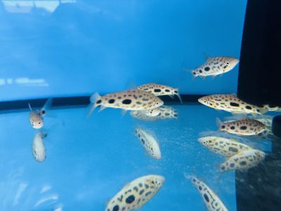 Leporinus granti Strawberry Leporinus – Ягодов лепоринус