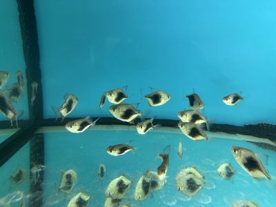 Myloplus schomburgkii “Blackberry” – Блекбери Силвър Долар / 3 см