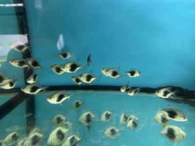 Myloplus schomburgkii “Blackberry” – Блекбери Силвър Долар / 3 см