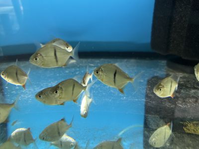 Myleus schomburgkii - Силвър долар с черна черта / 4-5 см