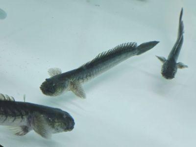 Gobioides broussonnetii Dragon Fish WILD – дива Драконова риба за бракичен аквариум