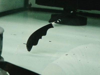 Apteronotus albifrons – Black Ghost Knifefish / Черен призрачен нож / 6-7 см