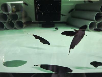 Apteronotus albifrons – Black Ghost Knifefish / Черен призрачен нож / 6-7 см