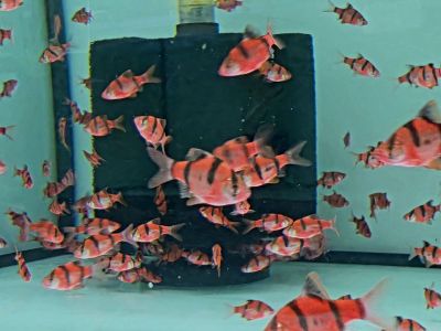 Puntigrus tetrazona ‘Red’ – Red Tiger Barb / Червен суматрански барбус / 3 см