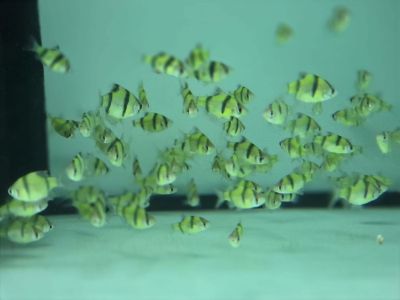 Puntigrus tetrazona Green – зелен суматрански барбус с металическо изумрудено тяло и червеникави плавници