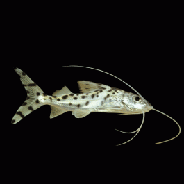 Pimelodus pictus – Пиктус сом / 7-8 см