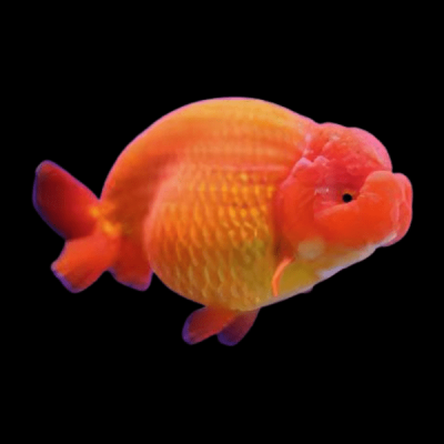 Red Ranchu – Червена Ранчу златна рибка / 5 см