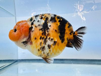 Calico Ranchu – Калико Ранчу златна рибка / 12-15 см
