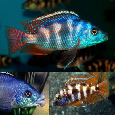 PLACIDOCHROMIS MILOMO –  Дебелоуст плацидохромис / 12-15 см