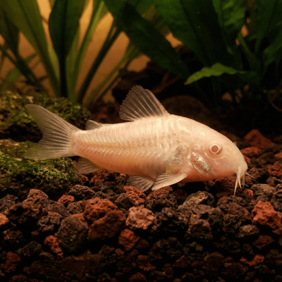 Corydoras paleatus Albino – албиносен пъстър коридорас с кремаво тяло и червеникави очи