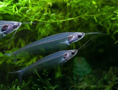 KRYPTOPTERUS VITREOLUS – THAILAND GLASS CATFISH / ТАЙЛАНДСКИ СТЪКЛЕН СОМ / 5-6 см