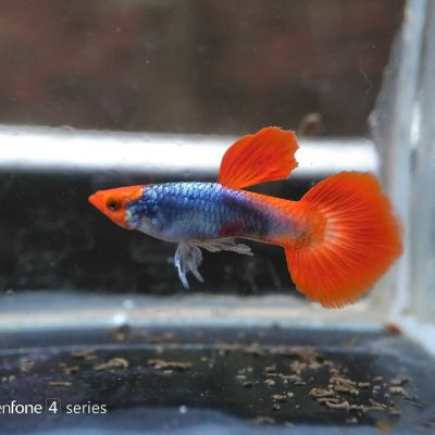 POECILIA RETICULATA – ПЛАТИНЕНО КОИ ГУПИ / 3 см
