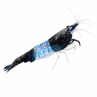 NEOCARIDINA HETEROPODA BLUE RILI – СИНЯ РИЛИ СКАРИДА