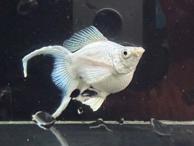 POECILIA SPHENOPS BALLOON PLATINUM LYRETAIL – ПЛАТИНЕНА БАЛОННА ЛИРООПАШАТА МОЛИНЕЗИЯ / 4-5 см