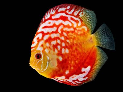 Discus Red Marlboro (Symphysodon sp.) – червен дискус със светло кремаво лице
