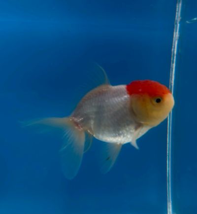 CARASSIUS AURATUS RED CAP ORANDA – ОРАНДА ЧЕРВЕНА ШАПКА / 7-8 см