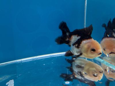CARASSIUS AURATUS PANDA ORANDA – ПАНДА ОРАНДА / 8-9 см