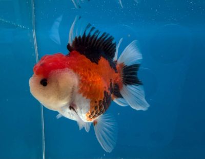 CARASSIUS AURATUS TRICOLOUR ORANDA – ТРИЦВЕТНА ОРАНДА / 6-7 см