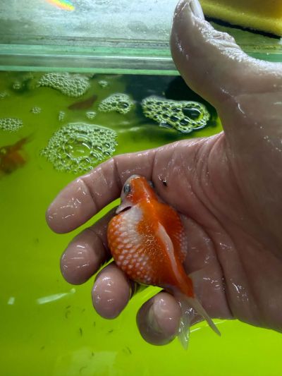 CARASSIUS AURATUS PEARLSCALE – ШИШИРКА ЗЛАТНА РИБКА / 6-7 см