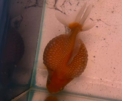 CARASSIUS AURATUS PEARLSCALE – ШИШИРКА ЗЛАТНА РИБКА / 6-7 см