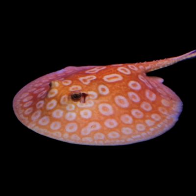 POTAMOTRYGON JABUTI ALBINO – АЛБИНОСЕН ПЕРЛЕН СЛАДКОВОДЕН СКАТ  / 20 см