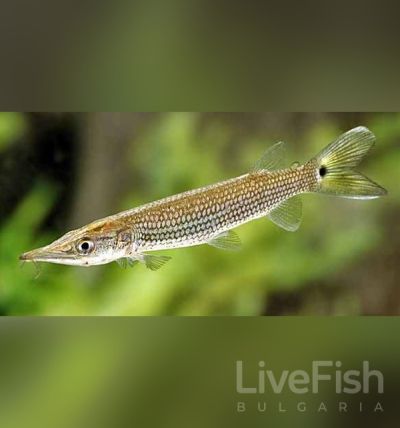 CTENOLUCIUS HUJETA – Hujeta Gar – Сладководна баракуда Хухета / 7-8 смж