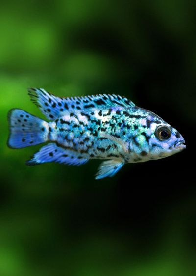 ROCIO OCTOFASCIATA ELECTRIC BLUE – ЕЛЕКТРИК БЛУ ДЖАК ДЕМПСИ / 3-4 см