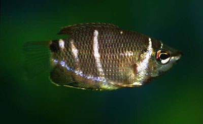 SPHAERICHTHYS OSPHROMENOIDES – ШОКОЛАДОВО ГУРАМИ / 3 см