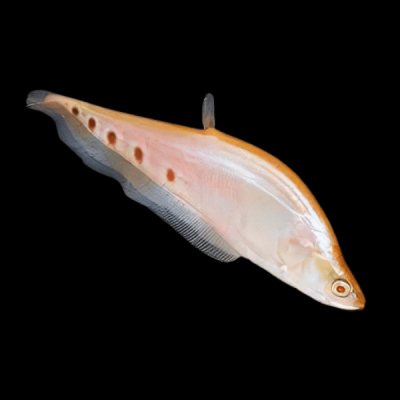 CHITALA ORNATA GOLDEN – ЗЛАТНА РИБА НОЖ КЛОУН / 12-15 см