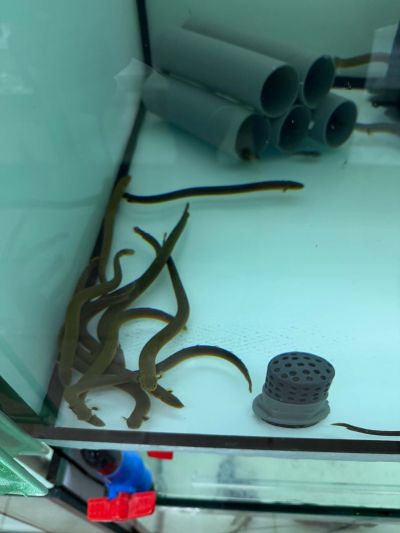 ERPETOICHTHYS CALABARICUS – ROPEFISH /  РИБА ВЪЖЕ / 20-25 см