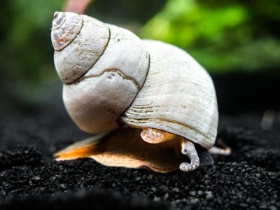 Filopaludina martensi – Бял охлюв магьосник със светла раковина и тъмно тяло