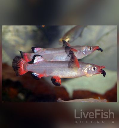 Nomorhamphus liemi liemi – Целебески полуклюн (Redfin Halfbeak) / 6-7 см
