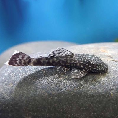 Ancistrus black - Анциструс черен / 3-3.5 см