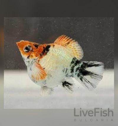 Poecilia sphenops Red Head Balloon – Червеноглава балонна молинезия с компактно тяло