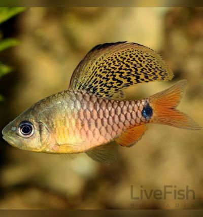 OREICHTHYS CRENUCHOIDES – DRAPE FIN BARB / 2-3 см