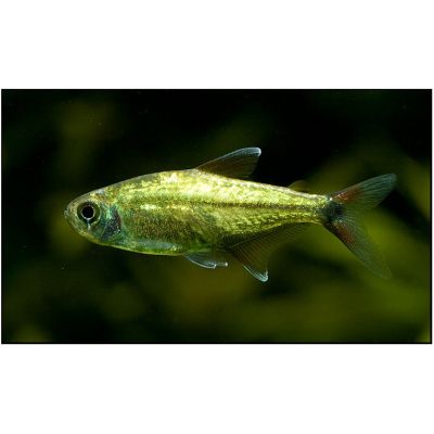 Hemigrammus rodwayi Gold – Златна тетра Родвей / 3 см