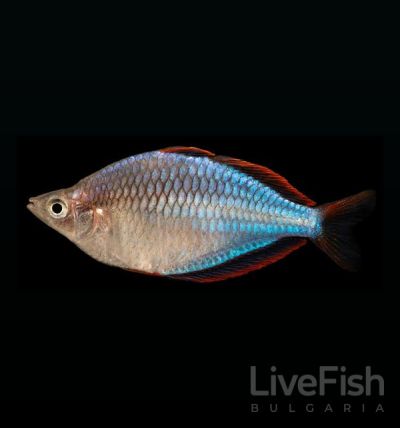 MELANOTAENIA PRAECOX – ПРЕКОКС МЕЛАНОТЕНИЯ / 3-4 см