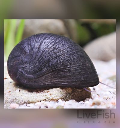 NERITINA PULLIGERA – Black Military Helmet Snail – Черен шлемов охлюв / 2 см