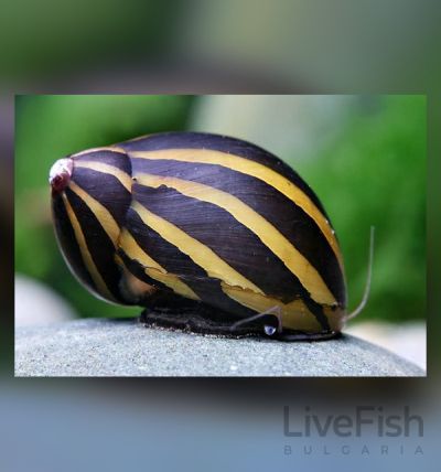 VITTINA TURRITA (NERITINA TURRITA) – ЗЕБРОВ ОХЛЮВ НЕРИТИНА / 2см