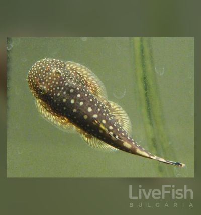 GASTROMYZON PUNCTULATUS – ГАСТРОМИЗОН ПУНКТУЛАТУС / 3-3,5 см
