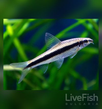 CROSSOCHEILUS SIAMENSIS – Siamese Algae Eater – Сиамски водораслояд / 4-5 см