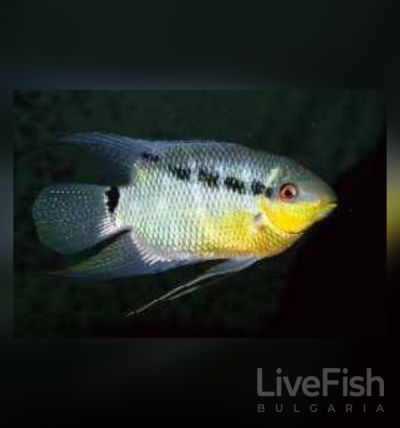 Mesonauta insignis – Флагова цихлида Инсигнис / 6-7 см