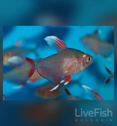 Hyphessobrycon ornatus WhiteFin - Орнатус - Бялопереста розова тетра / 3см